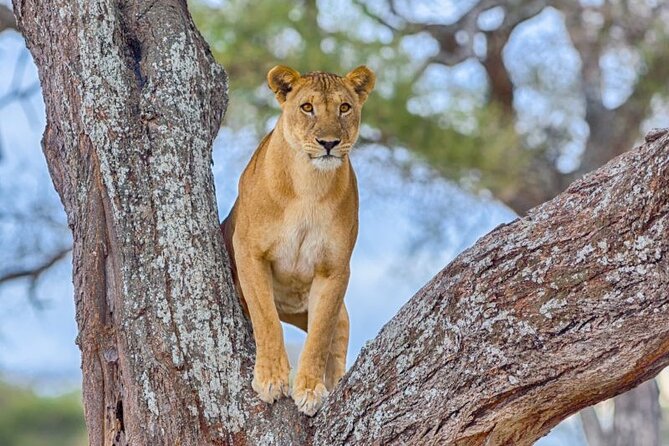 3 Days Safari to Serengeti National Park & Ngorongoro Crater in Tanzania - Day one, the long road to Serengeti