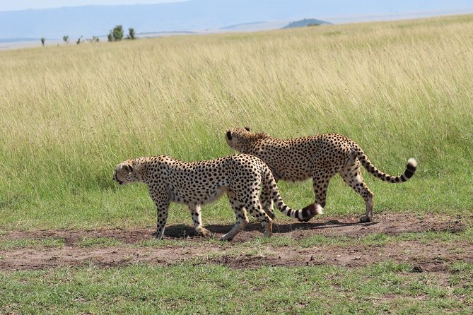 3 Days Safari Tour in Lake Manyara and Ngorngoro - What the guide and vehicle mean for your day