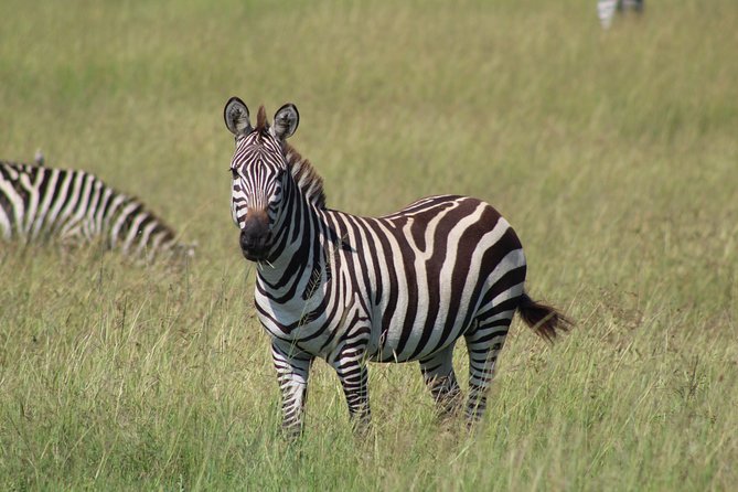 3 Days Safari Tour in Lake Manyara and Ngorngoro - Walking the Ngorongoro rim on Day 2