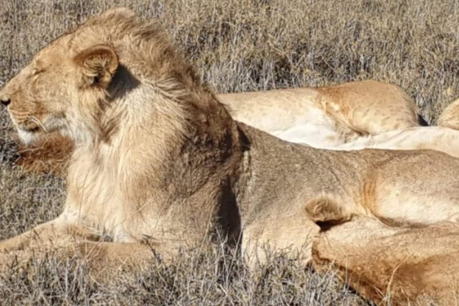 3 Days Selous Game Reserve Fly From Zanzibar - Camp life and the accommodation question