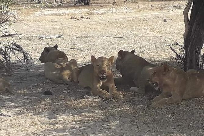 3 Days Selous Game Reserve Fly From Zanzibar - Day three: Rufiji River or a guided walking safari