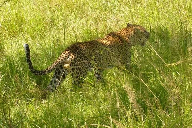 3 Days Selous Game Reserve Fly From Zanzibar - What the private tour really adds