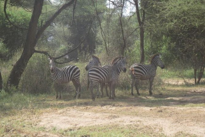 3 Days Selous Game Reserve Fly From Zanzibar - Who should book this three-day safari