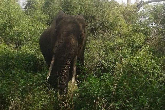 3 Days Selous Game Reserve Fly From Zanzibar - Day two: a full day among elephants, hippos, and open woodland