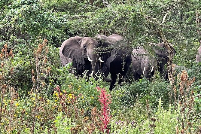 3 Days Selous (Nyerere National Park) - Why Nyerere works well for a short safari