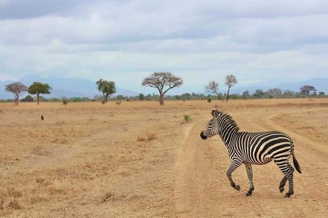 3 Days Selous (Nyerere National Park) - Meals, lodge stay, and included costs