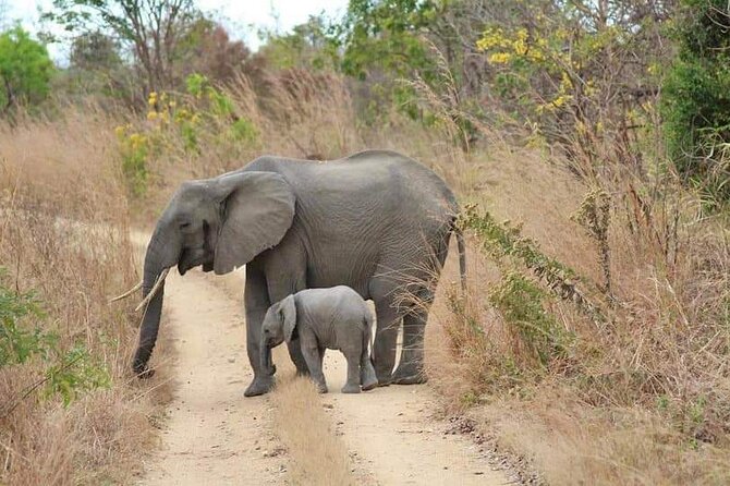 3 Days Selous (Nyerere National Park) - Wildlife, guides, and the feel of the experience