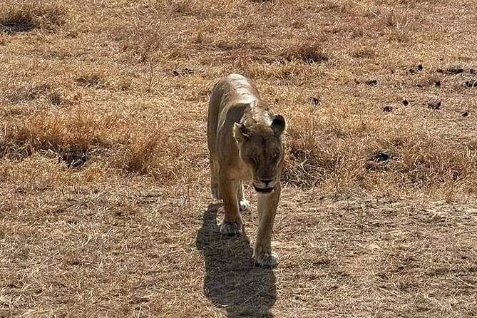 3 Days Selous (Nyerere National Park) - Who should book this safari?