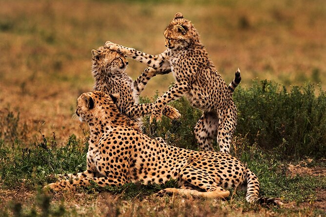 3 Days Serengeti and Ngorongoro Budget Tour - Day three: Lake Manyara and a shorter finish