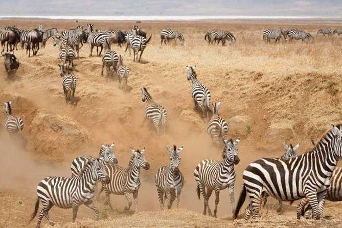 3 Days Serengeti National Park from Zanzibar - Day 1: First game drive around Seronera