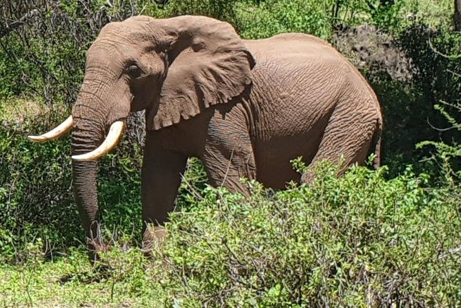 3 Days Serengeti National Park from Zanzibar - What the $2,395.95 price means