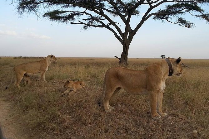 3 Days Serengeti National Park from Zanzibar - Strengths and limits of the private format
