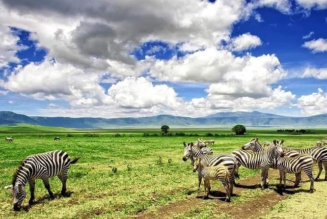 3 Days Serengeti National Park from Zanzibar - Who should book this Serengeti trip?
