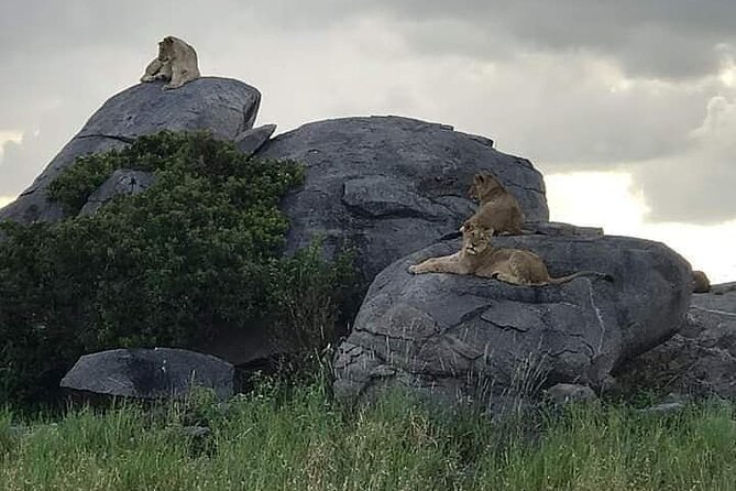 3 Days Serengeti National Park from Zanzibar - Day 3: One last look before the flight to Zanzibar