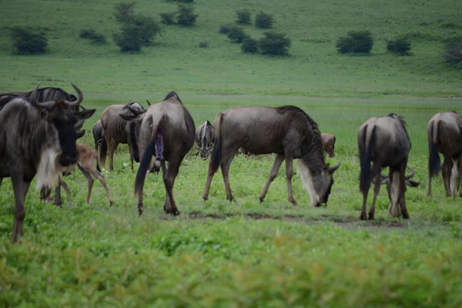 3 Days Serengeti & Ngorongoro Crater group safari - The long road from Arusha to Serengeti