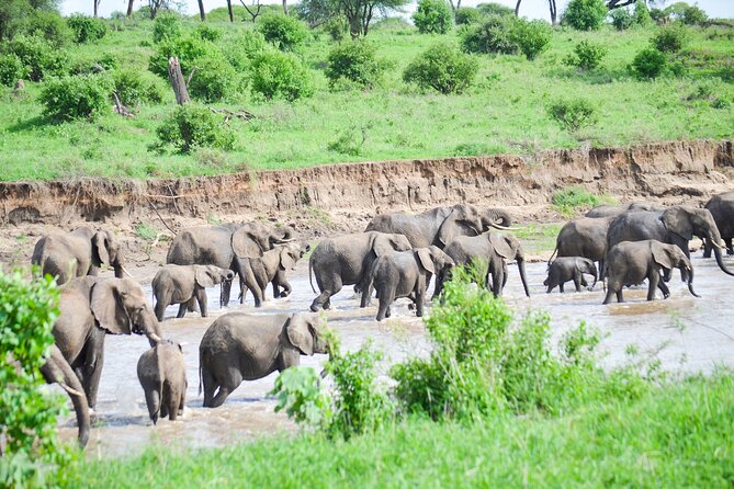 3 Days Serengeti & Ngorongoro Crater group safari - From Serengeti to Simba campsite