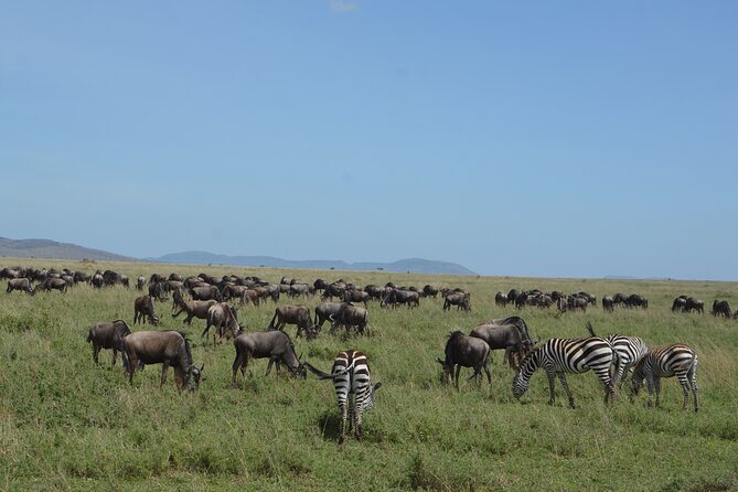 3 Days Serengeti & Ngorongoro Group Camping Safari - Camping at Seronera and on the crater rim