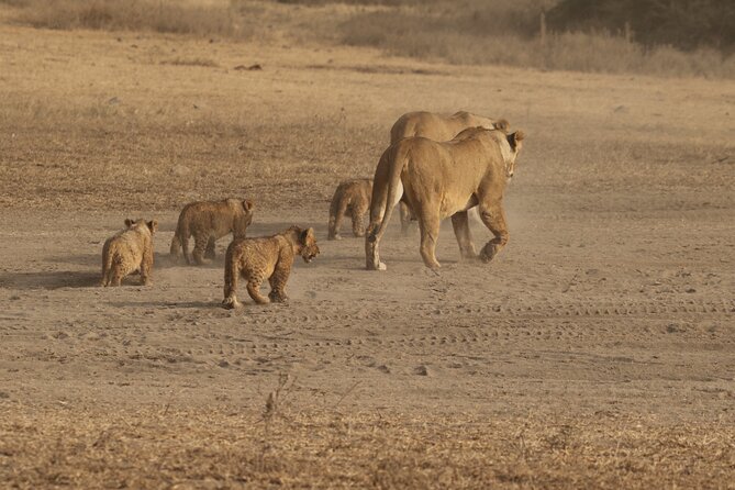3 Days Serengeti & Ngorongoro Group Camping Safari - Is $815 a good value?