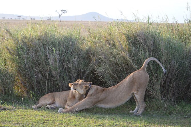 3 Days Serengeti & Ngorongoro Group Camping Safari - Who should choose this safari?