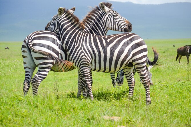 3 Days Serengeti & Ngorongoro Lodge Safari - Key points at a glance