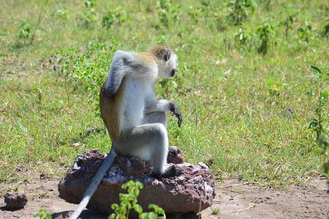 3 Days Serengeti & Ngorongoro Lodge Safari - Why this safari works for a short Tanzania trip