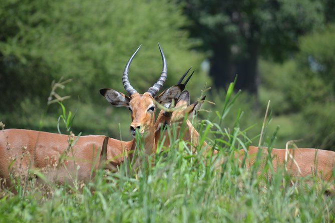 3 Days Serengeti & Ngorongoro Lodge Safari - The Serengeti game drive from 6:30 a.m.