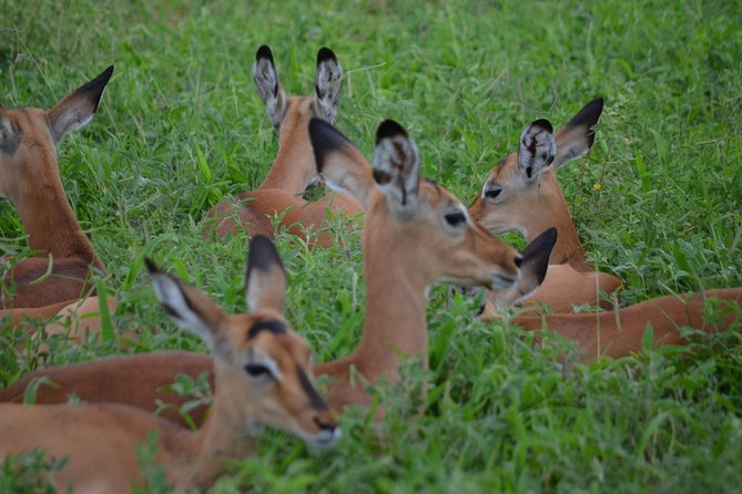 3 Days Serengeti & Ngorongoro Lodge Safari - Why Ngorongoro Crater feels different