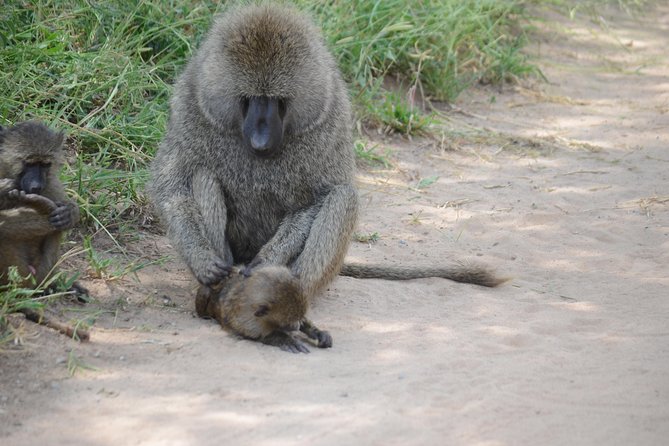 3 Days Serengeti & Ngorongoro Lodge Safari - Lunch, the final crater drive, and return to Arusha