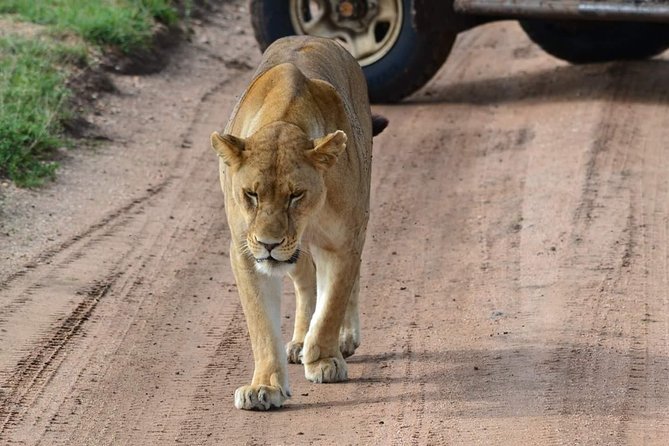 3 Days Serengeti & Ngorongoro Tour - Day 1: Reaching the endless plains of Serengeti