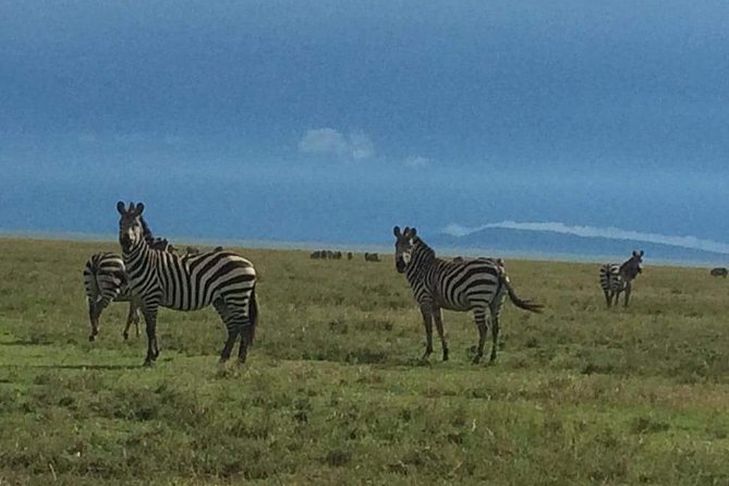 3 Days Serengeti & Ngorongoro Tour - Day 3: Wildlife inside Ngorongoro Crater
