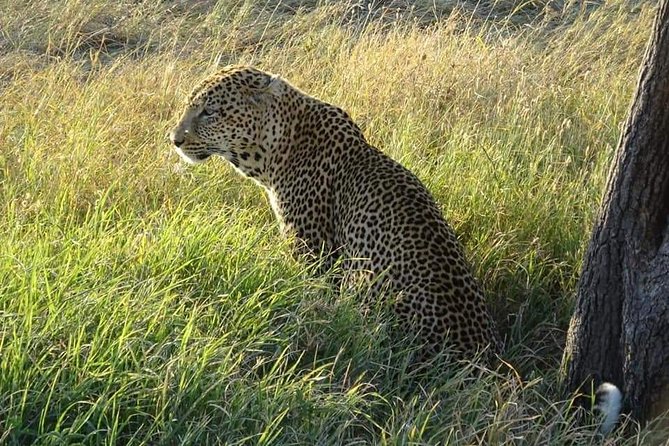 3 Days Serengeti & Ngorongoro Tour - Who should book this safari