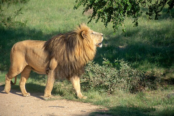 3 Days Tanzania Budget Group Joining Safari Tour - Three Parks, Three Different Safari Moods