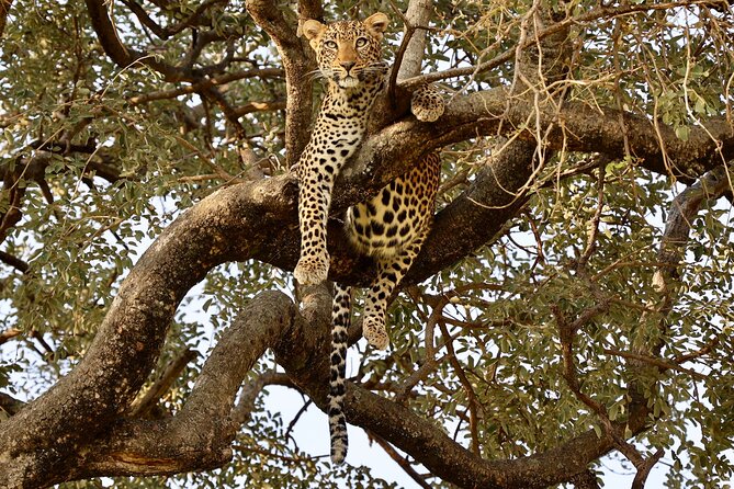 3 Days Tanzania Budget Group Joining Safari Tour - Day 2: Ngorongoro Crater and Concentrated Wildlife