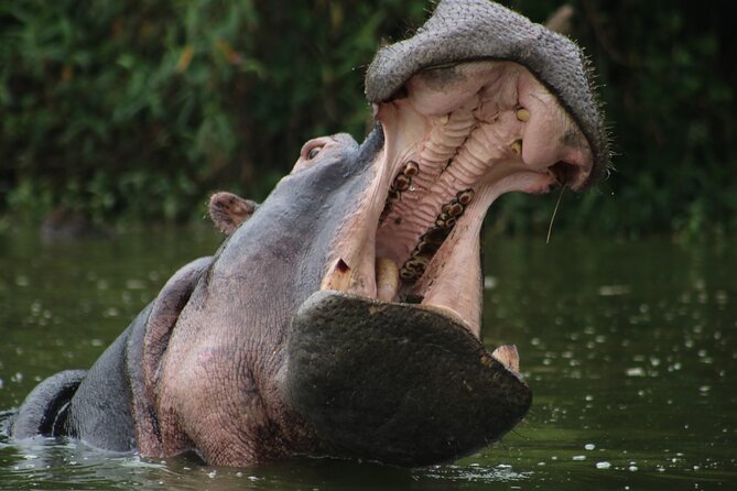 3 Days Tanzania Budget Group Joining Safari Tour - The Guide Matters More Than the Brochure