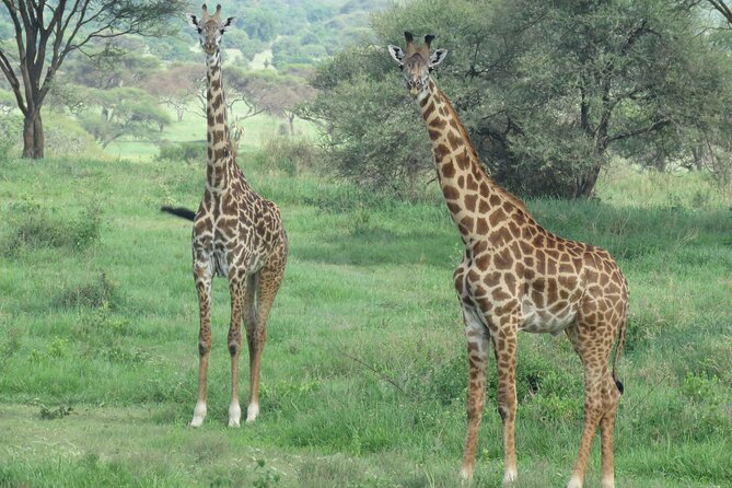 3 Days Tanzania group join safari - Serengeti & Ngorongoro crater - Who should book this safari