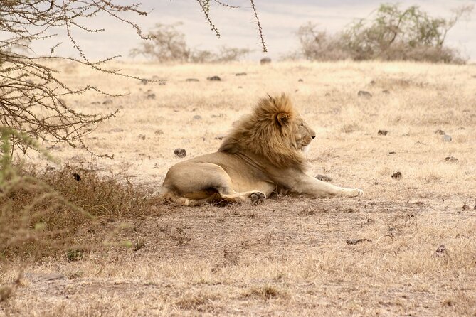3 Days Tanzania Private Budget Safari to Serengeti & Ngorongoro - Key points to know before booking