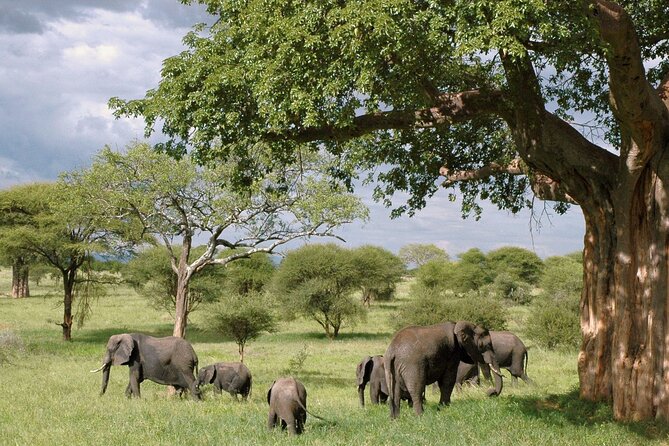 3 Days Tanzania Private Budget Safari to Serengeti & Ngorongoro - Day one: reaching Serengeti for the afternoon drive