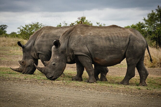 3 Days Tanzania Private Luxury Safari to Serengeti & Ngorongoro - Day Two: More Serengeti Before the Road to Ngorongoro