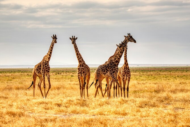 3 Days Tanzania Private Luxury Safari to Serengeti & Ngorongoro - Day Three: Wildlife Inside Ngorongoro Crater