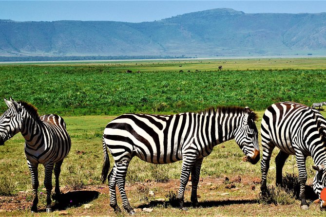 3 Days Tanzania Safari - What this three-day route gets right