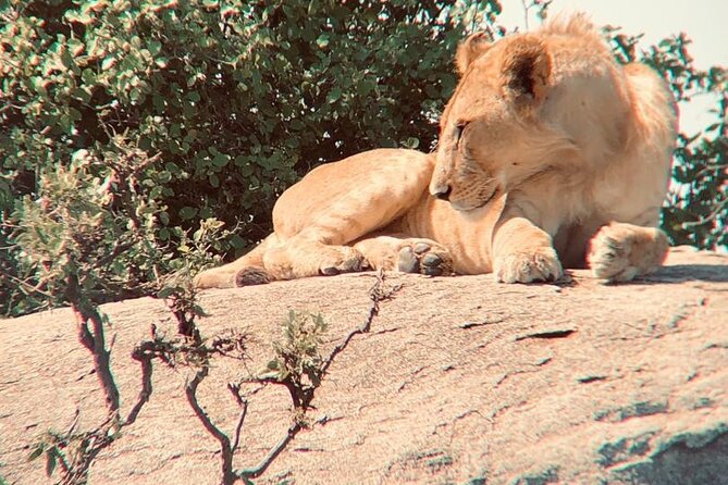 3 Days Tanzania Safari - Day 3: Tarangire’s elephants and baobab trees