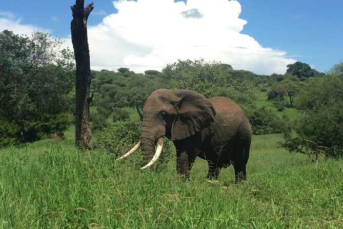 3 Days Tanzania Safari - Airport pickup and the practical details