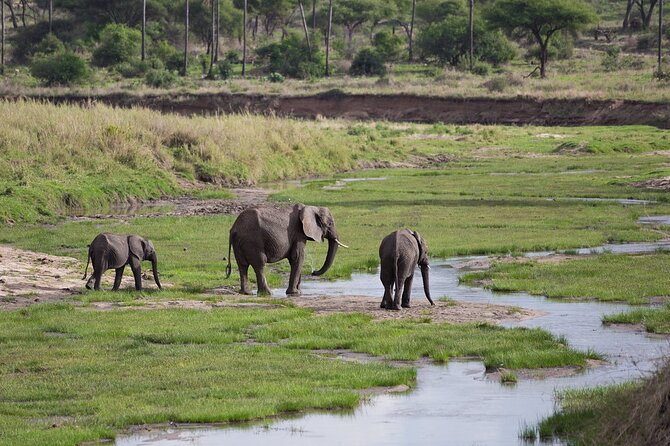 3 Days Tanzania Safari: Tarangire, Manyara and Ngorongoro Crater - Day 3: Ngorongoro Crater and a concentrated wildlife morning