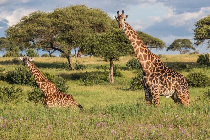 3 Days Tanzania Safari: Tarangire, Manyara and Ngorongoro Crater - Who will get the most from this three-day route