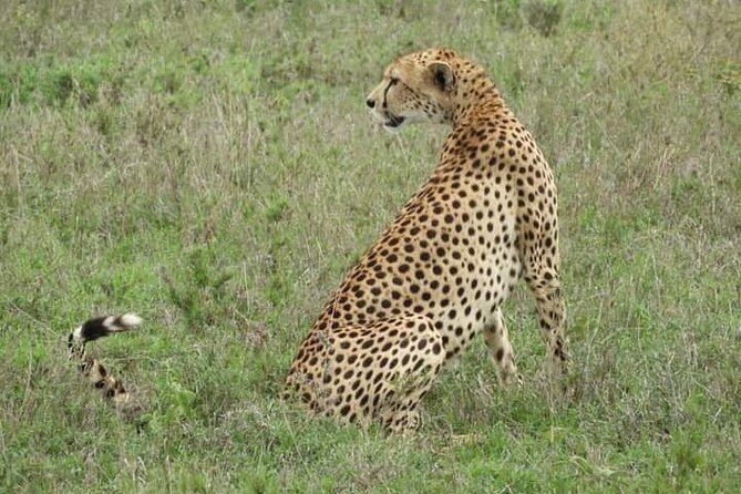 3 Days Tanzania Safari Tarangire, Manyara, & Ngorongoro Crater. - Day three in Tarangire’s elephant country