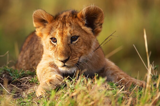3 Days Tanzania Safari to Manyara Tarangire and Ngorongoro - Day 3: Lake Manyara’s lions, flamingos, and birdlife