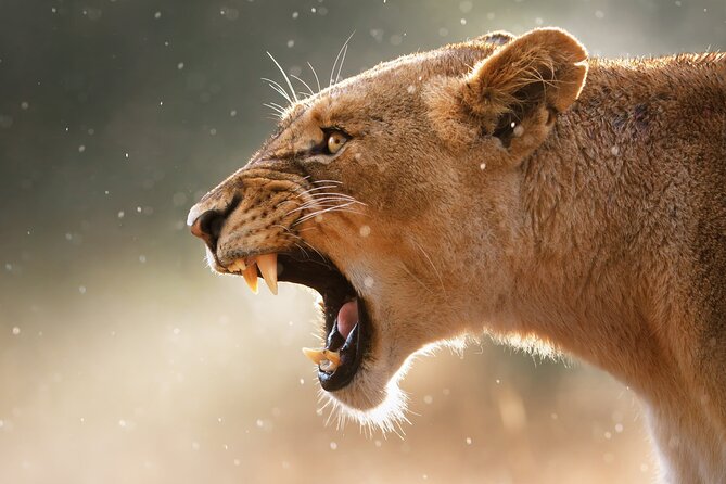 3 Days Tanzania Safari to Manyara Tarangire and Ngorongoro - The guide can make or break the safari