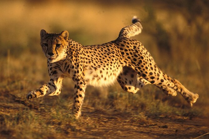 3 Days Tanzania Safari to Manyara Tarangire and Ngorongoro - Day 2: The Ngorongoro Crater wildlife show