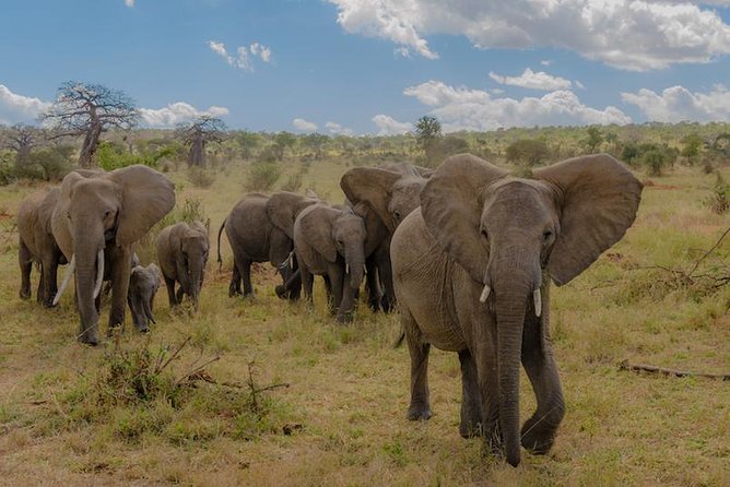 3-Days Tanzania Safari Tours - Key points at a glance