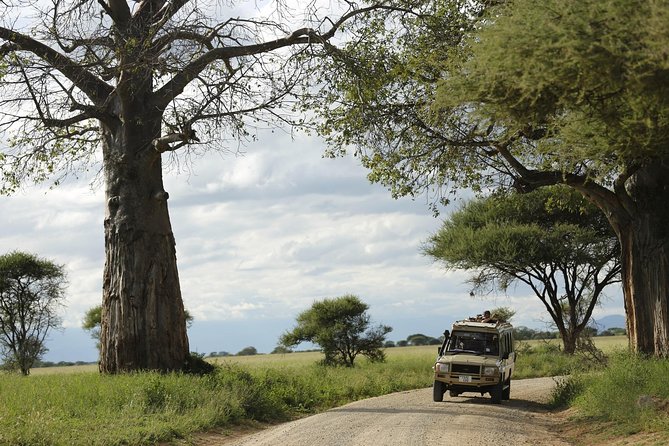 3-Days Tanzania Safari Tours - Day three: Lake Manyara and the final game drive